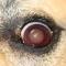 Acute uveïtis hond Acute uveïtis hond