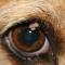 Adenoma ooglid Beagle Adenoma ooglid Beagle