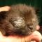 Ankyloblefaron kitten Ankyloblefaron kitten