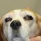 Bilaterale exoftalmus Beagle
