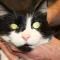 Bilaterale mydriasis blinde kat Bilaterale mydriasis blinde kat