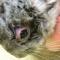 Blefaritis Chinchilla