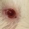 Botvorming in het oog cavia