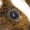 Cataract cavia