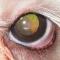 Cataract jonge Maltezer