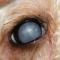 Cataract jonge Poedel