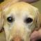 Cataract Labrador diabetes mellitus