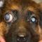 genitaal glaucoom puppy genitaal glaucoom puppy