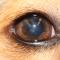 Corneale dystrofie Sheltie na behandeling