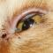 Entropion kat Entropion kat