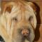 Entropion Sharpei Entropion Sharpei