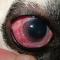 Episcleritis Dalmatiër