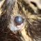 Fatty eye cavia Fatty eye cavia