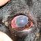 Glaucoom door tumor corpus ciliare Glaucoom door tumor corpus ciliare
