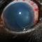 Glaucoom en lensluxatie hond Glaucoom en lensluxatie hond