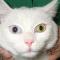 Heterochromia irides