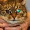 Hyfema door hypertensie kat Hyfema door hypertensie kat