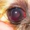 Hyfema trauma Yorkshire