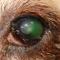 Indolente ulcer en distichiae