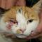 Laceratie oog kat Laceratie oog kat