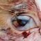 Laceratie oog kat Laceratie oog kat