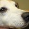 Neurogene KCS Jack Russel Neurogene KCS Jack Russel