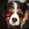 Proptosis oog Cavalier King Charles