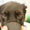 Retrobulbair abces Beauceron