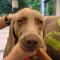 Retrobulbair abces Weimaraner