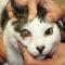 Stromale keratitis kat