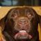 Syndroom van Horner Labrador Syndroom van Horner Labrador