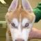 Tetanus Husky puppy Tetanus Husky puppy