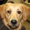 Traanstreep Golden retriever micropunctum Traanstreep Golden retriever micropunctum