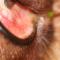 Ulcer door ectopisch cilium Ulcer door ectopisch cilium