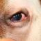 Ulcer door entropion Stafford Ulcer door entropion Stafford