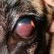 Uveal melanoma Duitse herder