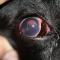 Uveïtis door tumor corpus ciliare Flatcoated retriever